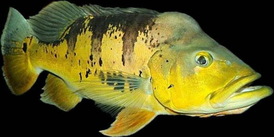 Acuke Fish Açu