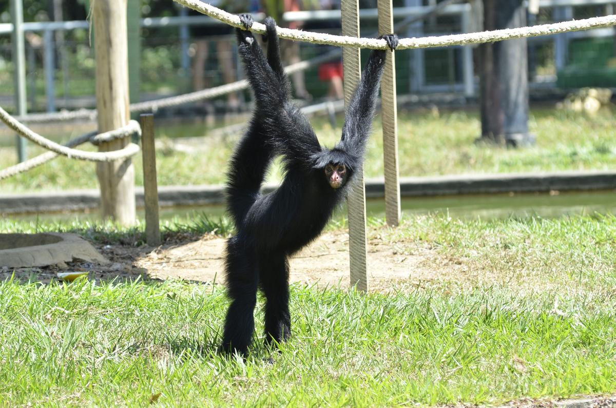 Projeto de concessão via parceria público-privada do zoológico está qualificado no PPI (Junio Matos/A Crítica - 27/ago/2019)