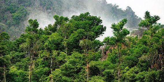 В Бразилии создана база данных по 148 проектам REDD+ с анализом экологических конфликтов