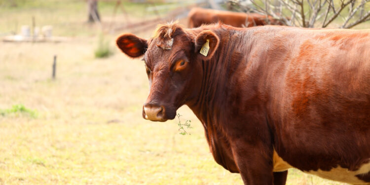 Até os cientistas tem dificuldade de explicar o comportamento desta vaca