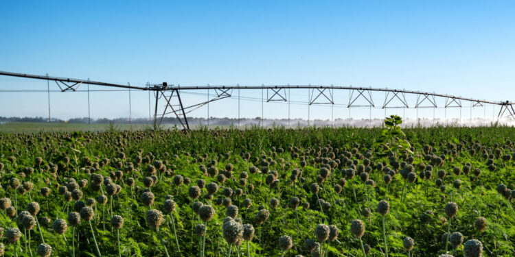 Maior sistema de irrigação do mundo fica no Brasil e é responsável sozinho por molhar 463 hectares