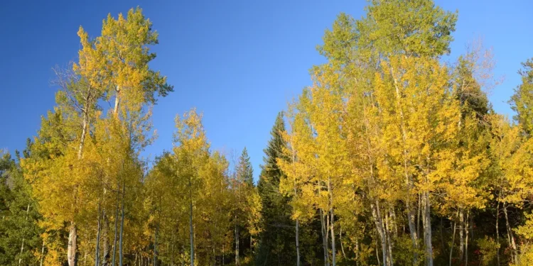 Maior árvore do mundo mede 40 hectares e é considerada um dos seres mais velhos do planeta