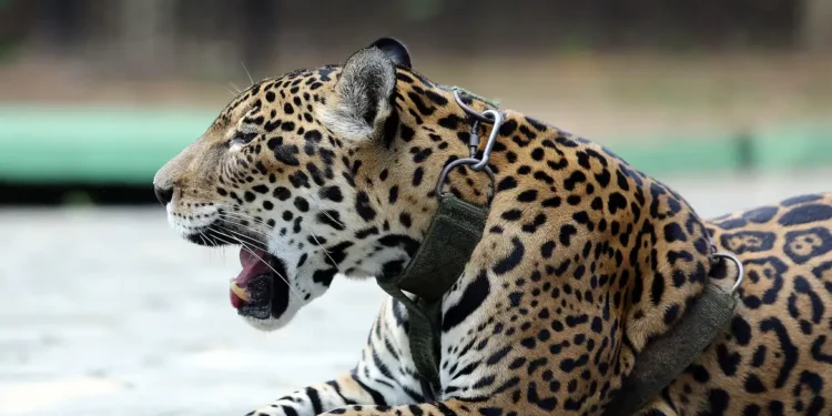 5 animais que vivem na Amazônia e no Pantanal