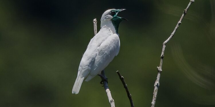 7 animais que vivem na Amazônia e pouca gente sabe