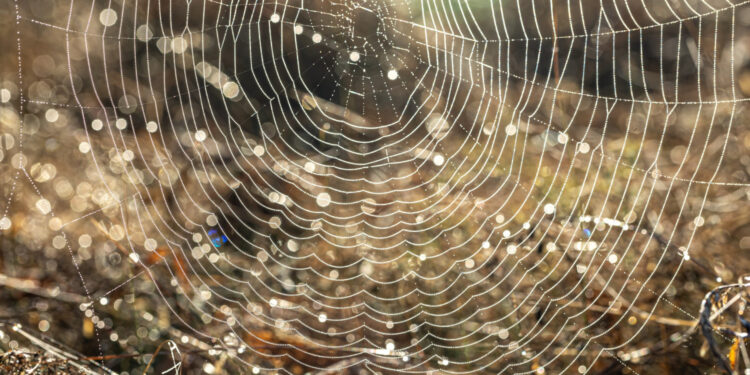 Cientistas acharam aranha que tece teia de 24 metros que a seda é mais resistente que o aço