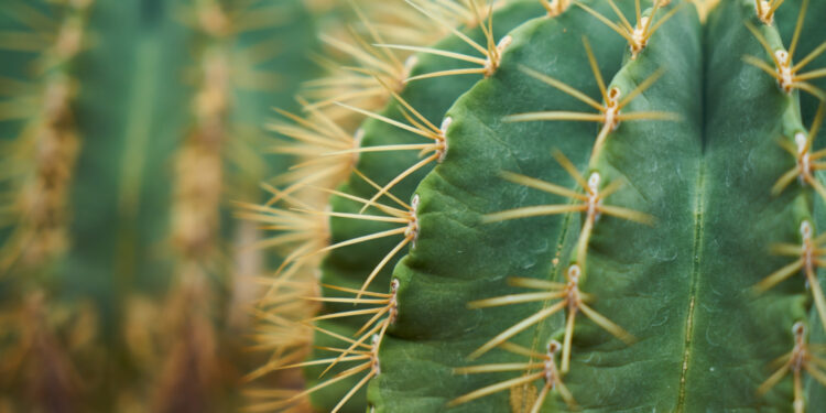 Cortar este cacto pode levar a uma pena de 25 anos de prisão nos Estados Unidos