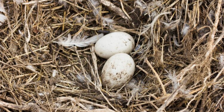 Pássaro que todos consideravam extinto reapareceu depois de 40 anos em ilha e surpreendeu os especialistas