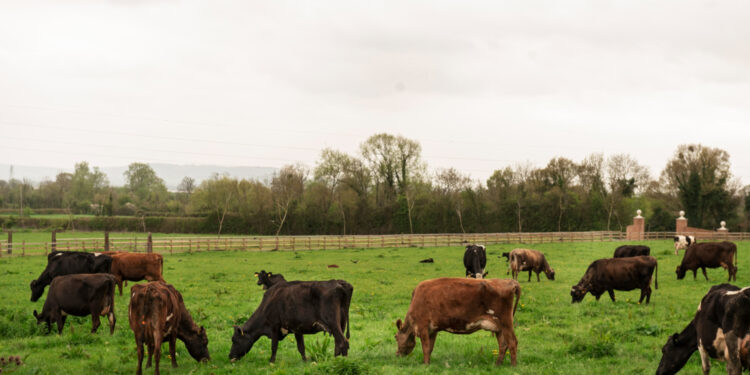 Com 240 mil cabeças em suas fazendas, Rei do Gado é um dos homens mais ricos do Brasil