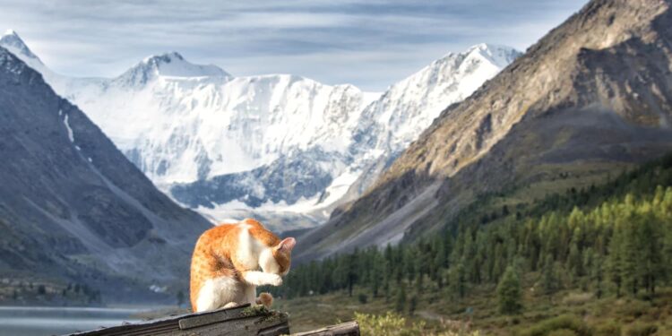 Cavalos ficaram menores para se adaptar e viver no local mais gelado do planeta