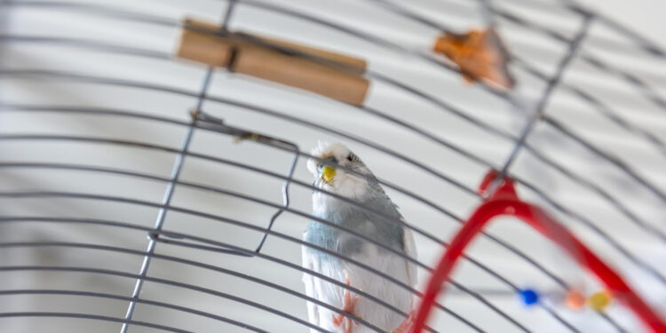 Um dos pássaros mais bonitos do Brasil vai visitar seu pátio todo dia se deixar essa fruta lá