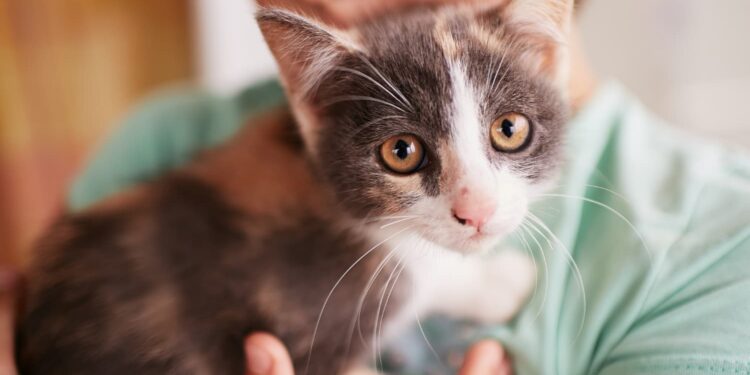 Especialista conta se os gatos escolhem a sua pessoa predileta