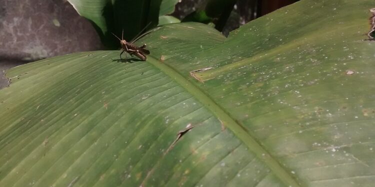 Ouvir grilos a noite na sua casa ou jardim é uma boa notícia