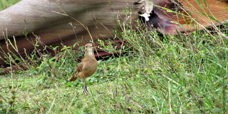 Se você vir um João de Barro pairando perto de sua casa ou de você, nós lhe diremos o que isso significa e por que é um bom sinal