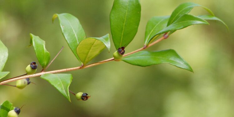 Estas 5 plantas podem colocar sua saúde em risco e ainda resultar em multa