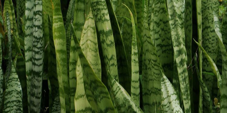 7 plantas fáceis de cuidar para quem gosta de jardinagem depois dos 60