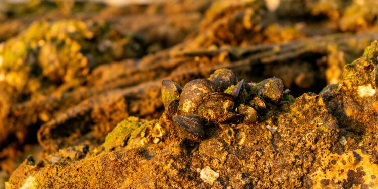 Pequeno país do lado da Austrália ganha na loteria com nova descoberta de ouro e cobre