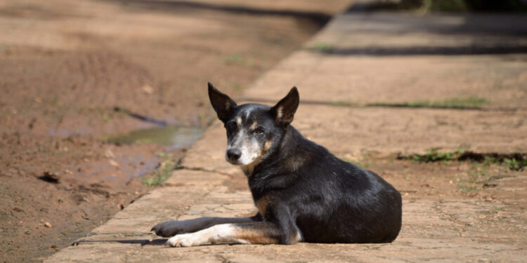 Se a maioria dos cachorros que tu encontra na rua te seguem, isso pode ser sinal que diz muito sobre você