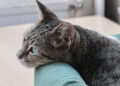 É dessa forma que os gatos demonstram que gosta de você