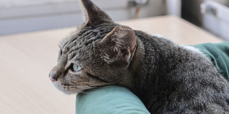 É dessa forma que os gatos demonstram que gosta de você