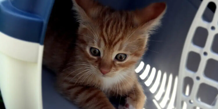 É dessa forma que os gatos demonstram que gosta de você