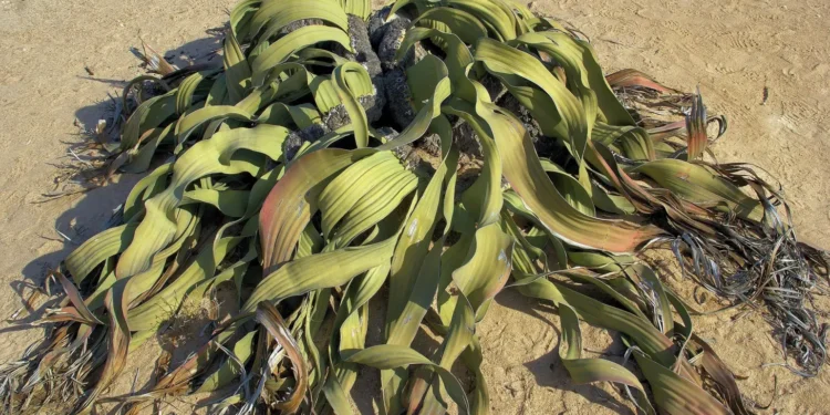 Planta mais resistente do planeta pode durar mais de 3 mil anos