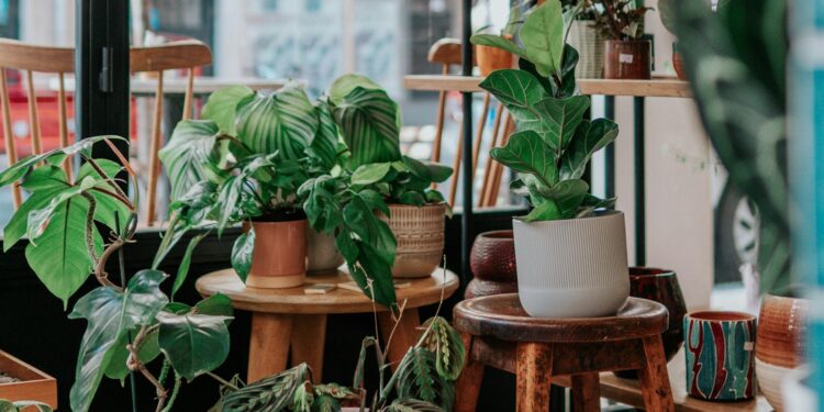 5 ótimas plantas para cultivar em locais fechados