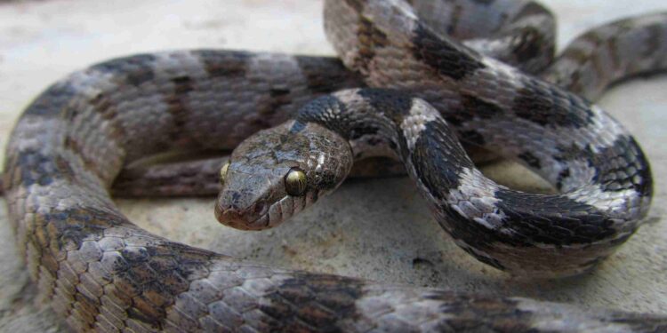 5 plantas que ajudam a afastar cobras do seu quintal
