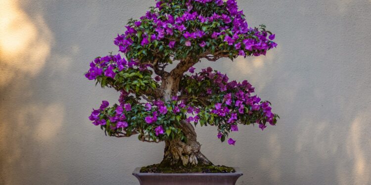 5 árvores que fazem sombra e não crescem muito