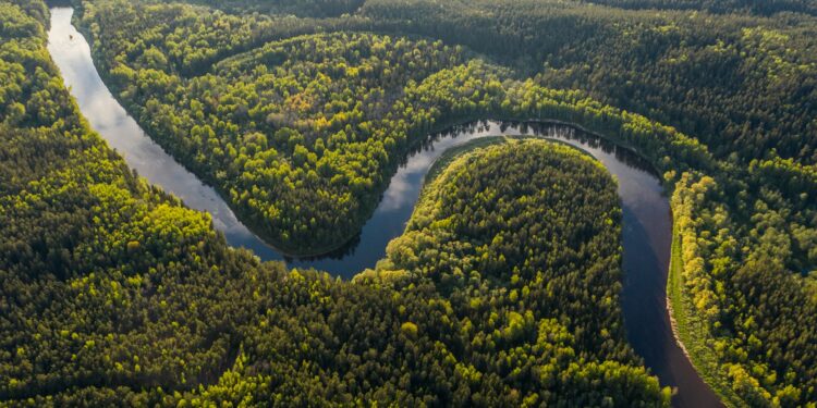 Existe uma versão da Amazônia em outro continente, funcionando como pulmão do mundo