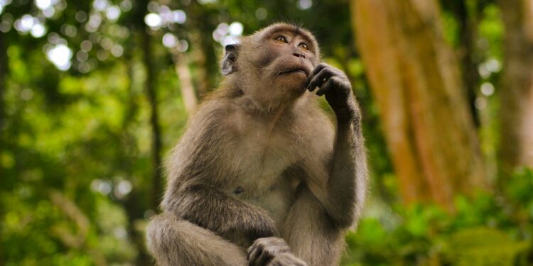 A espécie de macaco que é considerada o primata mais raro do mundo