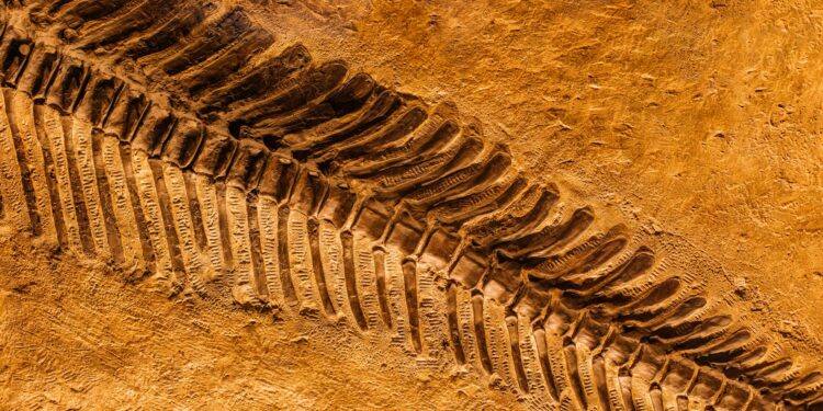 Com apenas 9,5 milímetros e um crânio que cabe em um dedo, o Brasil encontrou o menor fóssil da América do Sul