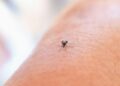 5 plantas ainda mais fortes contra mosquitos que afastam baratas e formigas ao mesmo tempo