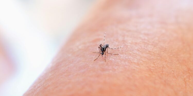5 plantas ainda mais fortes contra mosquitos que afastam baratas e formigas ao mesmo tempo