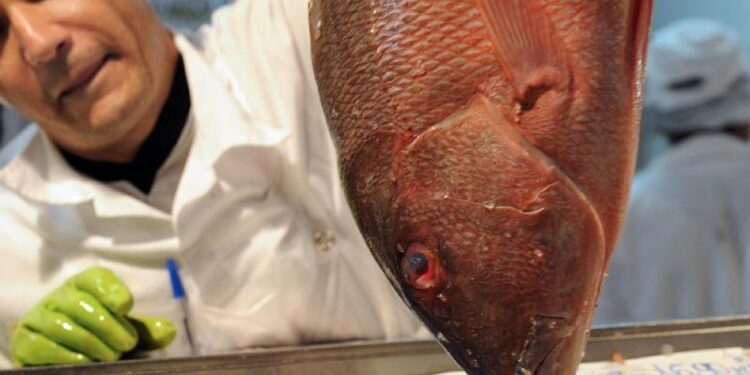 IBAMA proíbe o cultivo de tilápia no Brasil? Confirmado