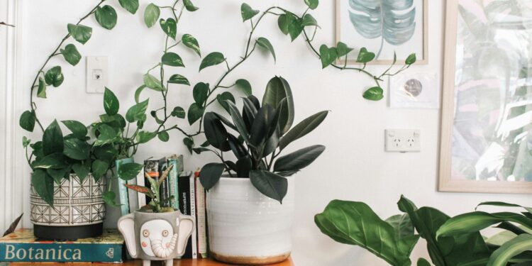 10 plantas fáceis de cuidar para quem não tem tempo no dia a dia