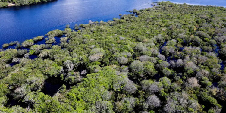 Cidade erguida dentro da floresta virou uma das maiores do país