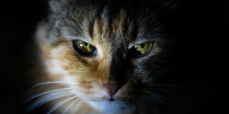 Fungo em gatos e humanos