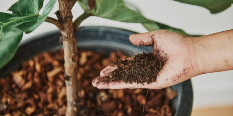 Adubar plantas corretamente com o tipo certo de fertilizante vai fazer maravilhas no seu jardim