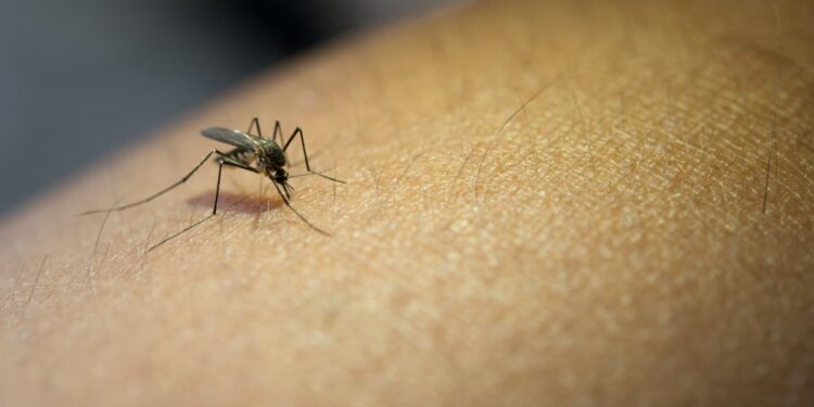 Repelente Natural: Como montar um jardim estratégico contra formigas e pernilongos