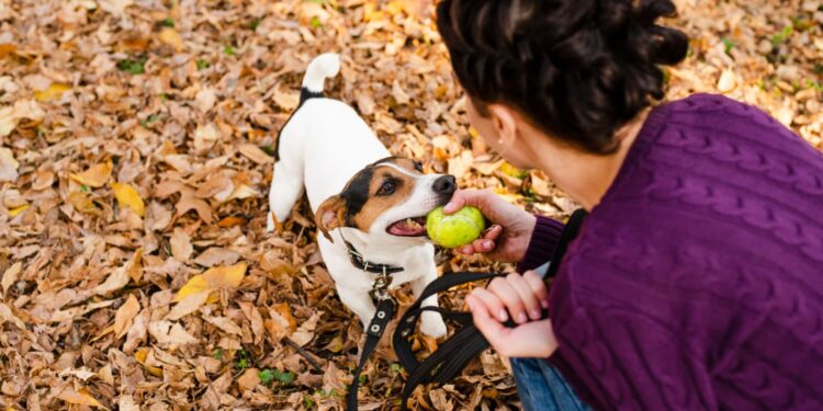 Frutas que cachorros não podem comer e são seriamente proibidas