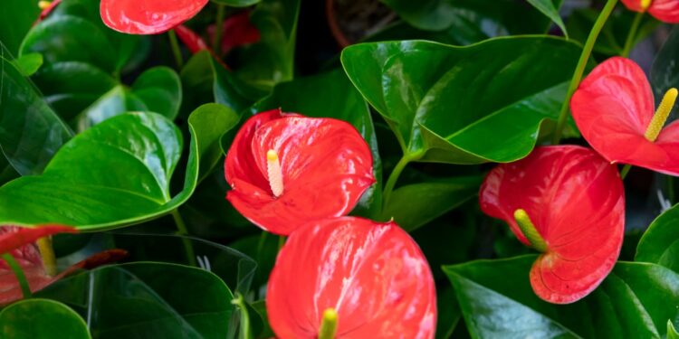 9 plantas que vivem na água e vão durar o ano todo