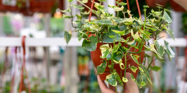 Ambientes com pouco luz são ideias para esses tipos de plantas