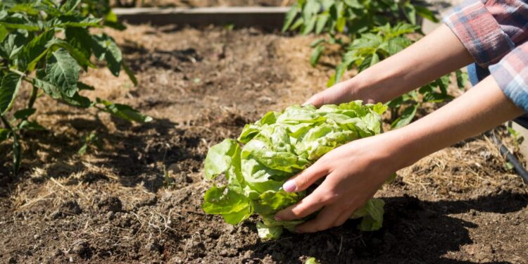Horta de Outono: Frutas e hortaliças que se desenvolvem melhor nesta época do ano