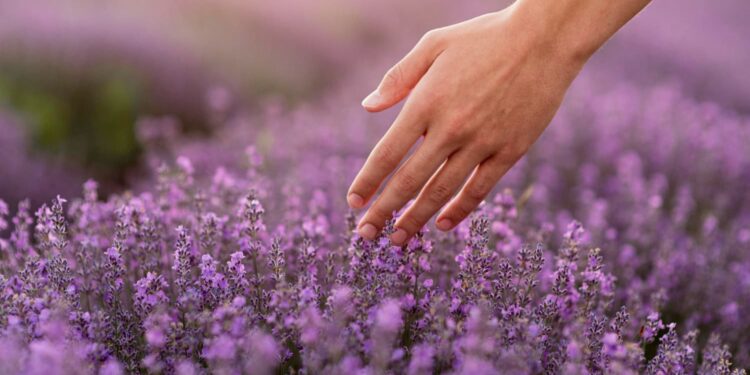 Plantas que mais atraem prosperidade e dinheiro, segundo místicos