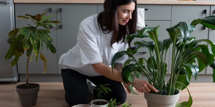 Plantas ideais para quem mora em apartamento