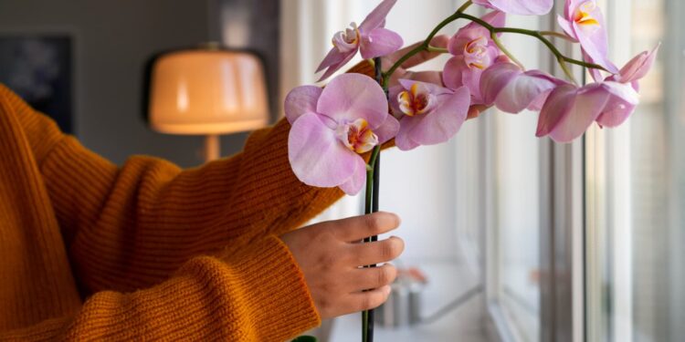 Plantas que mais atraem prosperidade e dinheiro, segundo místicos