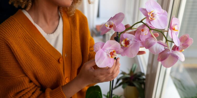 Cuidados necessários para se cultivar orquídeas em casa