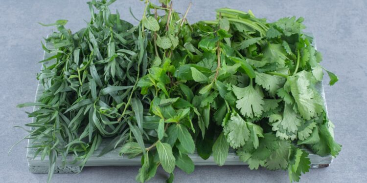Ervas aromáticas que você pode comer e que os insetos odeiam