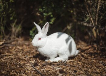 Por que o coelho é um dos símbolos da Páscoa?