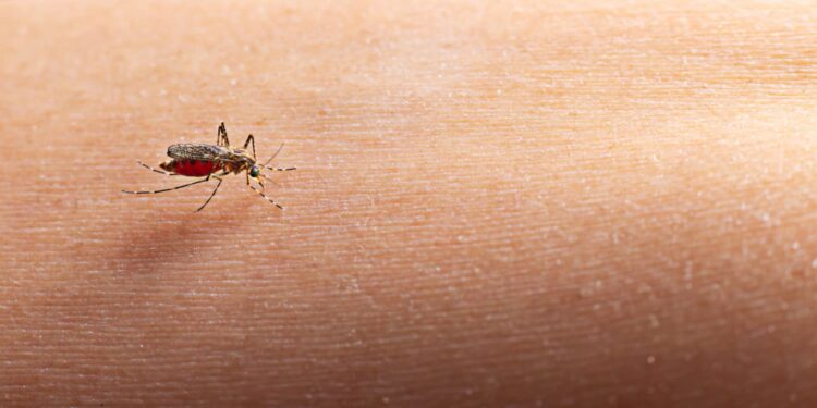 Pesquisadores determinam o que faz os mosquitos atacarem